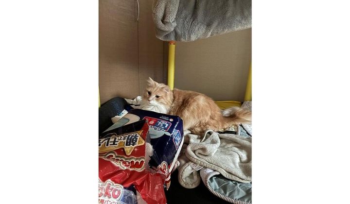 ノルウェージャンフォレストキャットのしぐれちゃん