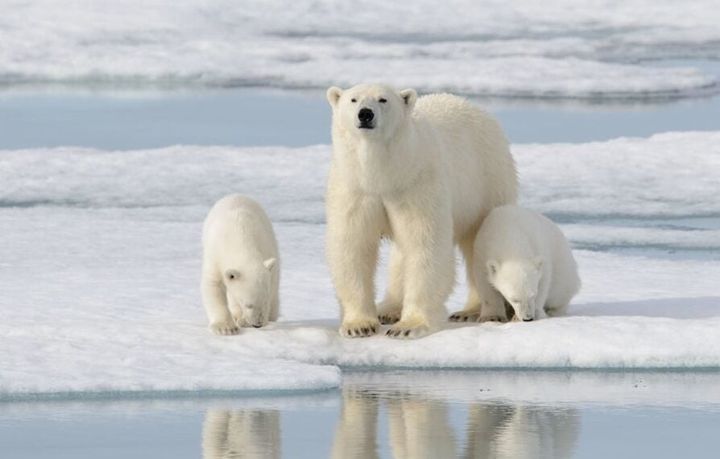 「世界最強の動物」に選ばれたのは…？