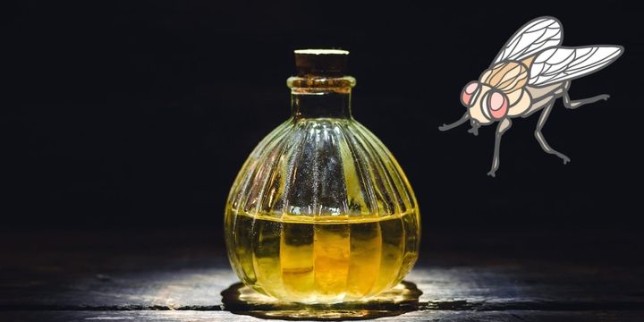 不老薬みたいなのを飲んだハエ、寿命が伸びる代わりに弱体化していた