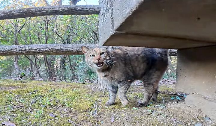 お話しする猫
