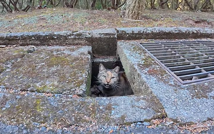 側溝の中から訴えかけてきた猫