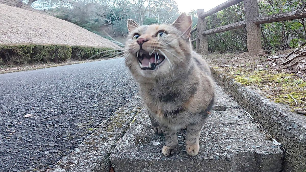 山道を歩いていたら、サビ猫が可愛い声で何かを訴えてきた！ | TRILL【トリル】