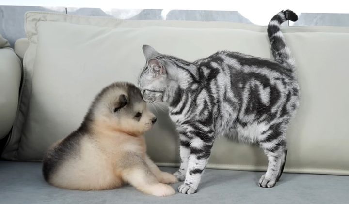 子犬と初めて会った猫