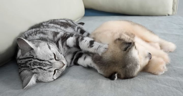 子犬に愛情を注ぐ猫