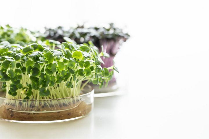 寒さが味方の【キッチン菜園】節約しながらおしゃれが叶う！［ガーデニング］