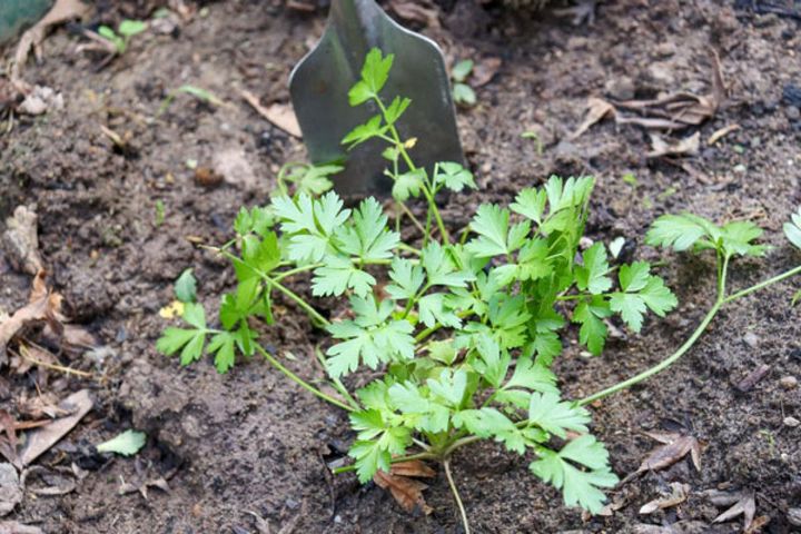 イタリアンパセリ