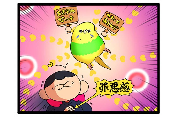 ついに根負け。セキセイインコの呼び鳴きに耐えきれなくなった飼い主がとった行動は？【鳥マンガ #185】