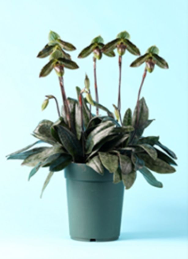 世界らん展2025 日本大賞花 Paph. wardii ‘Osumi’