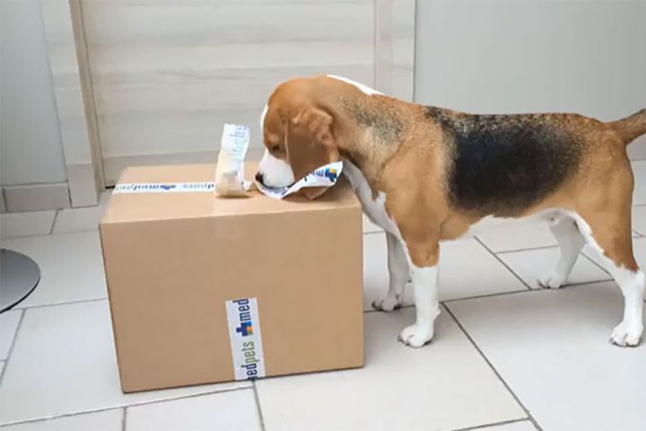 出典：Louie The Beagle