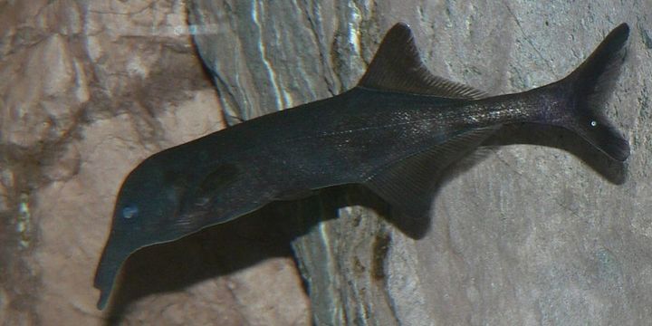 電気で会話する魚、成長で「声変わり」――その裏で動く7000の遺伝子