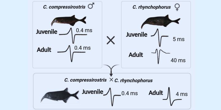 電気でしゃべる魚たちの「声変わり」を促す遺伝子たち