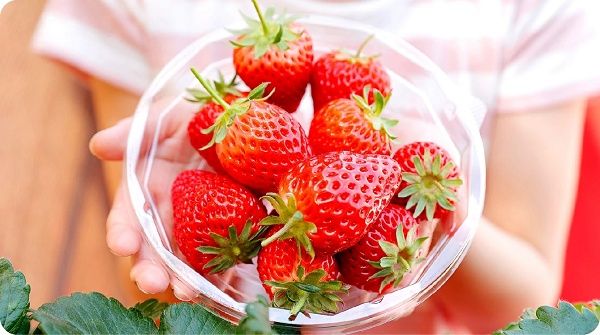 【京都府八幡市】おさぜん農園のいちご狩りで、大きく甘い完熟いちごを味わおう！