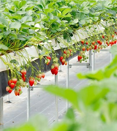 【京都府八幡市】おさぜん農園のいちご狩りで、大きく甘い完熟いちごを味わおう！