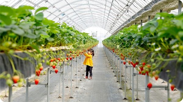 【京都府八幡市】おさぜん農園のいちご狩りで、大きく甘い完熟いちごを味わおう！