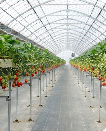 【京都府八幡市】おさぜん農園のいちご狩りで、大きく甘い完熟いちごを味わおう！