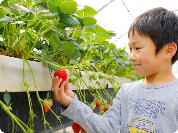 【京都府八幡市】おさぜん農園のいちご狩りで、大きく甘い完熟いちごを味わおう！