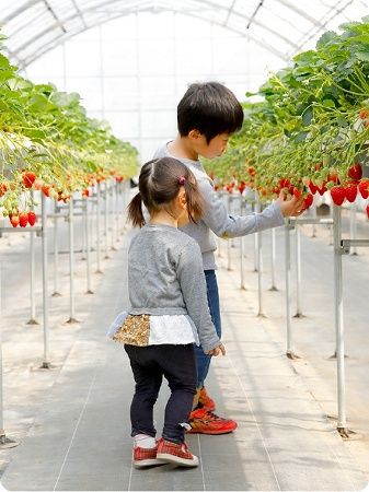 【京都府八幡市】おさぜん農園のいちご狩りで、大きく甘い完熟いちごを味わおう！