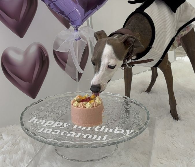 gifff わんちゃんプレート