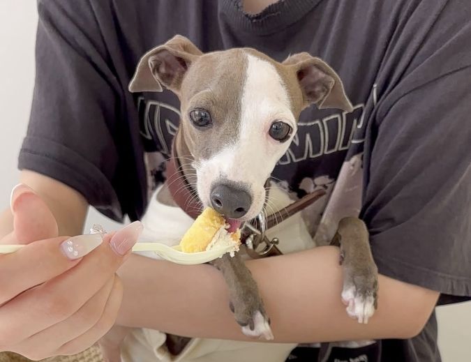 gifff ペット同伴可能