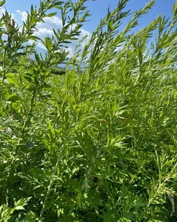 【長野県諏訪市】信州産よもぎを原料にした化粧水と保湿バームがクラウドファンディングに登場！