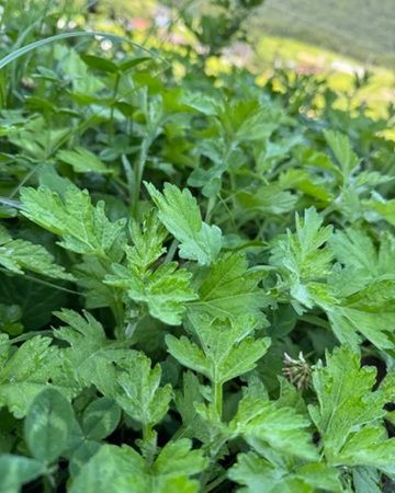 【長野県諏訪市】信州産よもぎを原料にした化粧水と保湿バームがクラウドファンディングに登場！