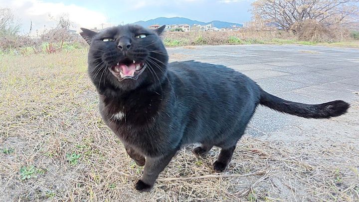 元気な声で話し掛けてきた黒猫