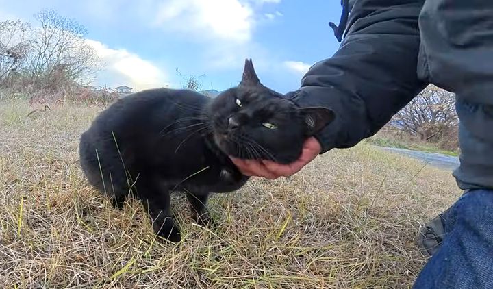 ナデナデを堪能する黒猫