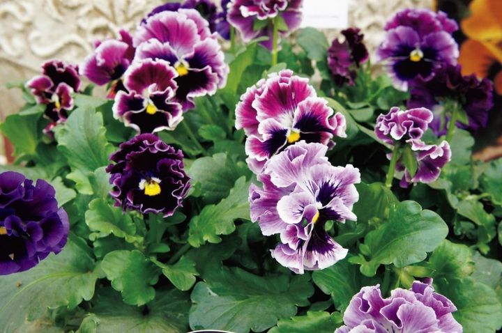 1月16日の花とは？【366日の誕生花と幸せの花言葉】