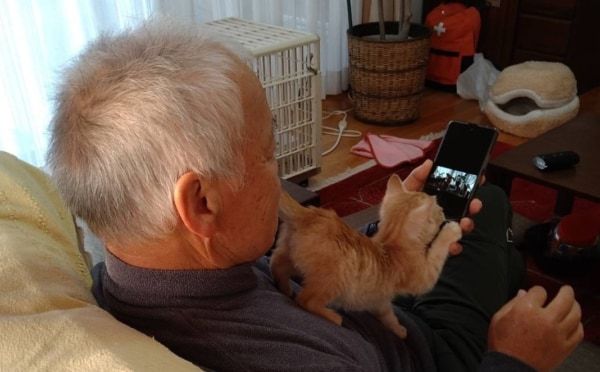 お父さんと一緒にスマホを覗く茶トラの子猫の写真