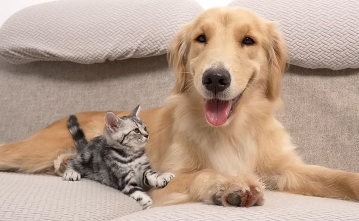 レトリバーにくっつく子猫