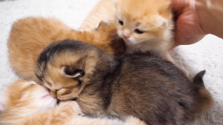 目が開いてきた子猫達