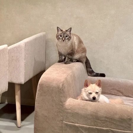 【東京都台東区】“ちょっといい席 いい音楽”で心地よい空間を提供するバー「夜音喫茶 猫奈落」OPEN