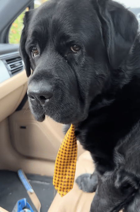 好印象を狙ってネクタイ着用？ 犬さんたちがおしゃれして出かけた先は