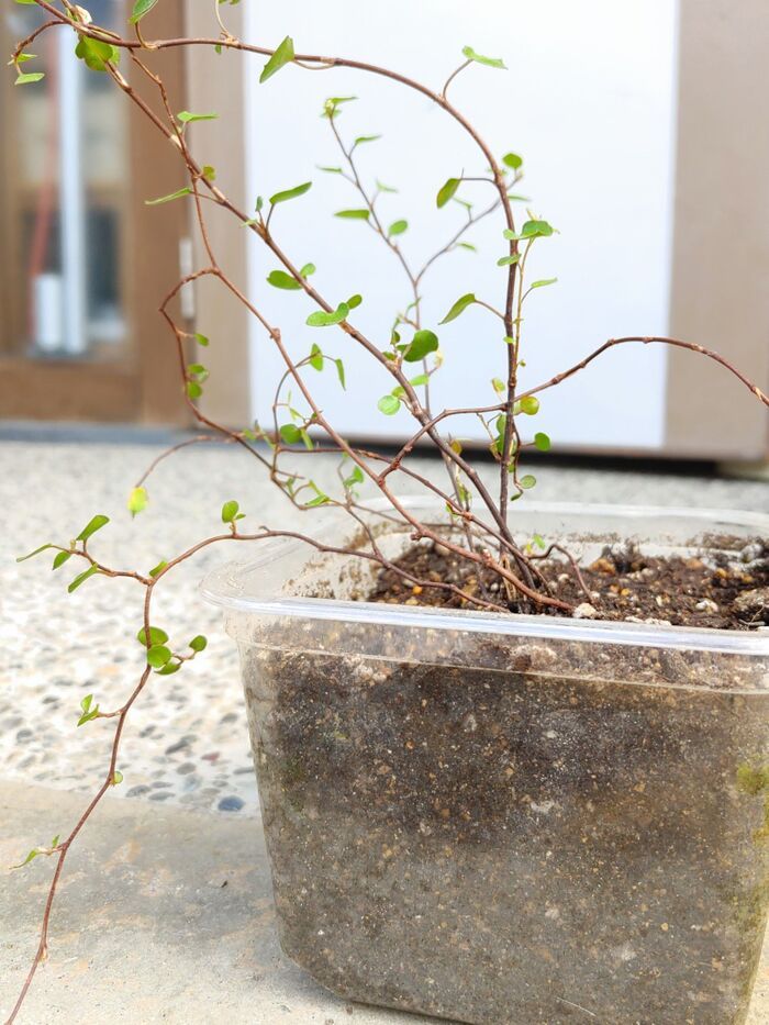 『味噌の空き容器』が万能アイテムに大変身♡捨てちゃう前にやってみて♪
