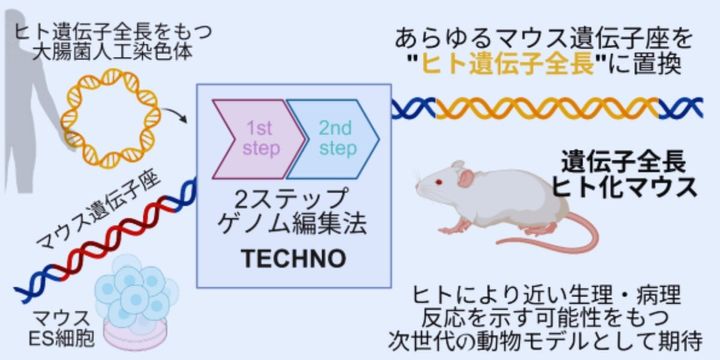 ヒトの全長遺伝子をまるごとマウス遺伝子と置換