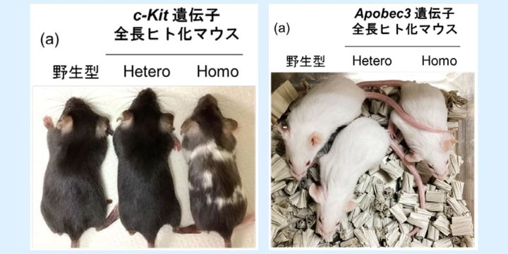 各遺伝子を全長ヒト化されたマウスたちの外観