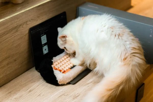 ふわふわカバー×本格的なタイピング性能！メカニカルキーボード「PETBRICK 65 」登場