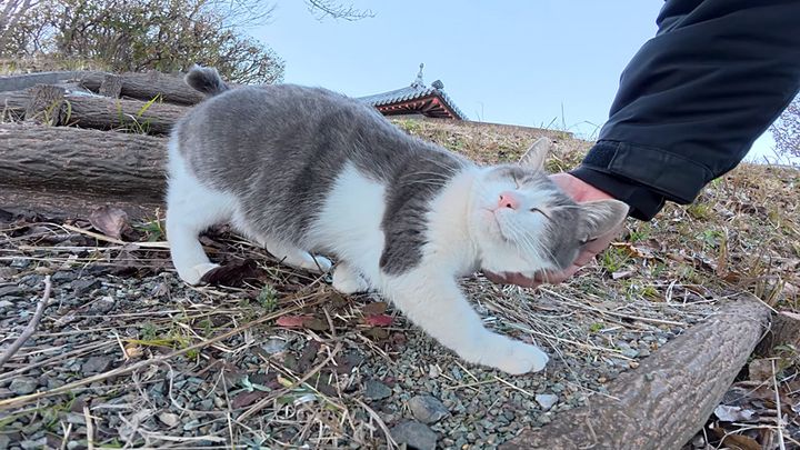 ナデナデを堪能する猫