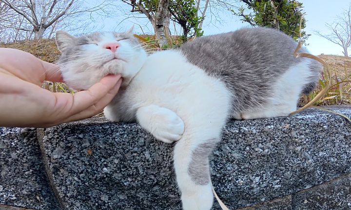 ナデナデを堪能する猫