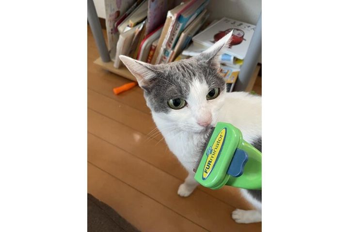 ミックス猫の小幸ちゃん