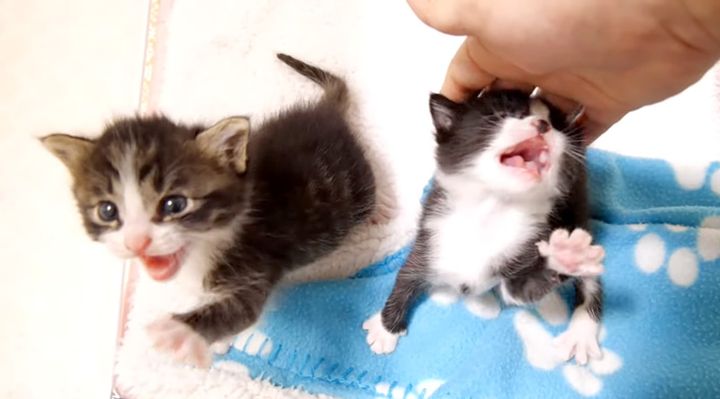 ミルクが飲みたい子猫達