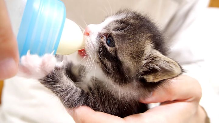 ミルクを飲む子猫