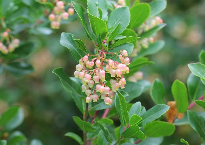 ベニバナイチゴノキ