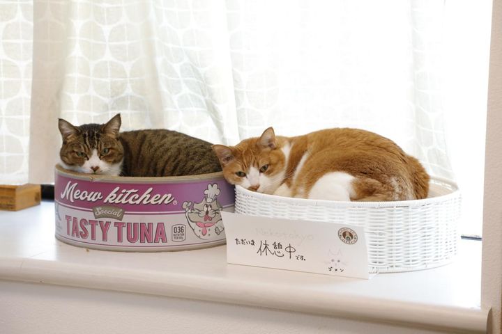 ネコ好きがあつまる「にゃなかタウン」とは？川上麻衣子さんが挑むコミュニティ作り