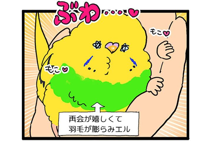 かまってちゃんなセキセイインコ。愛が重めのアピールとは？【鳥マンガ #188】