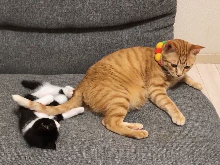 あやされて爆睡する子猫