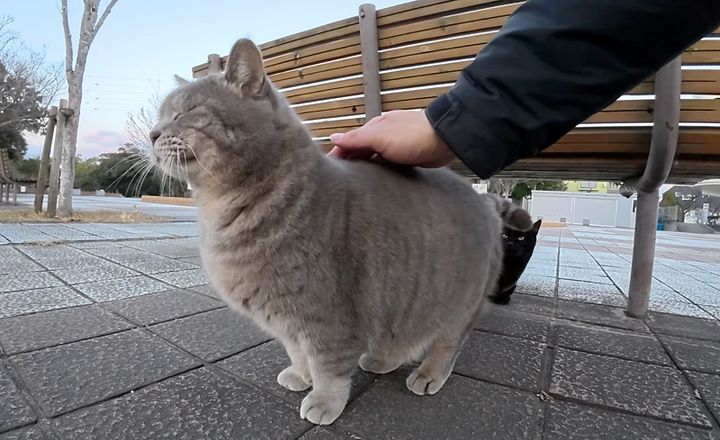 ナデナデされる猫