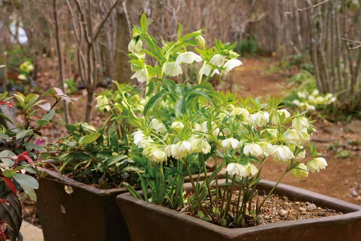 門を入ると最初に出迎えてくれるのは、「横山園芸」が作出した小輪のホワイトダブルの花