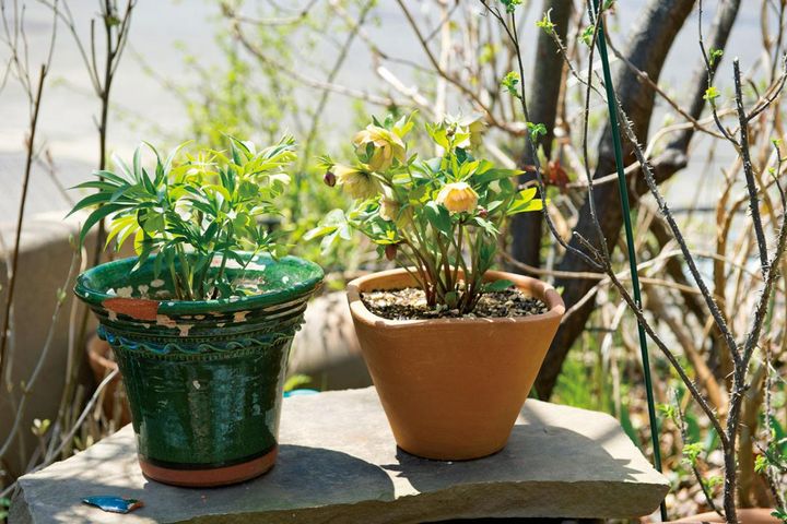 【クリスマスローズの庭実例】季節ごとに様々な植物が顔を出すガーデン＆有名ナーセリーの名花をコレクション