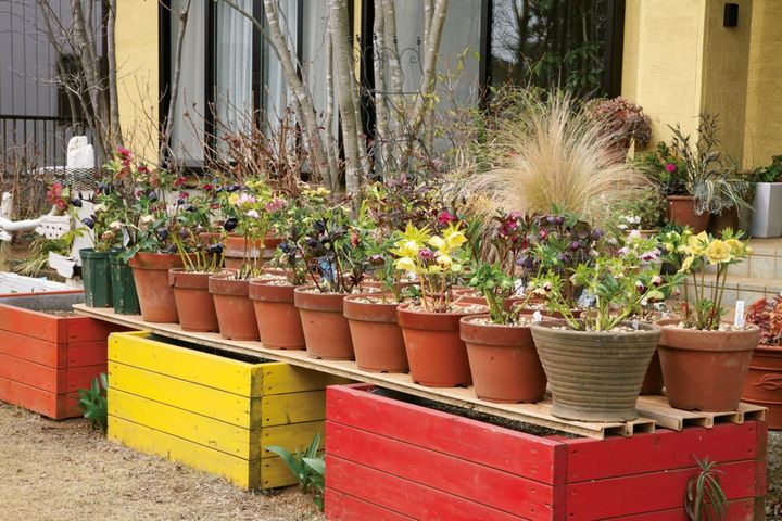 玄関前の棚の上には、有名ナーセリーの名花が整然と並べられています。